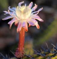 Stenocereus_gummosus_GM_1283.3.jpg