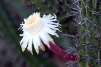Stenocereus_gummosus_GM_1308.2.jpg