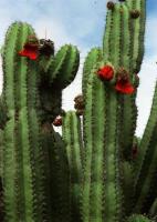 Stenocereus_queretaroensis_GM_574.jpg