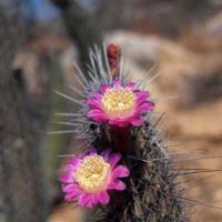 Stenocereus_thurberi_ssp._litoralis_GM_1273.2.jpg