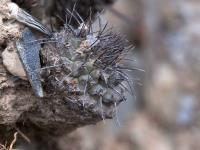 Strombocactrus_corregidorae_GM_1543-1.jpg