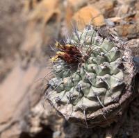 Strombocactus_corregidorae_GM_1610.2.jpg