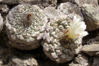 Strombocactus_disciformis_GM_1105.jpg