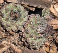 Strombocactus_disciformis_GM_1258.19.jpg