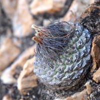 Strombocactus_disciformis_GM_1610.3.jpg