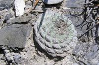 Strombocactus_disciformis_GM_780.3.jpg