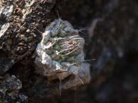 Strombocactus_esperanzae_GM_1538.jpg