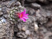 Strombocactus_esperanzae_GM_1610.23.jpg