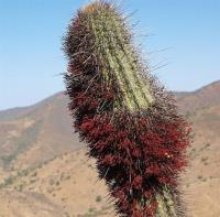 T._chilensis_GM_1118.2.jpg