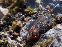 T._graminispinus_GM_1354-1.jpg
