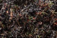 Tetraglochin_cristata_GM_1383.3.jpg