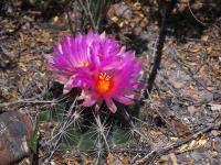 Th._bicolor_GM_1517.1.jpg