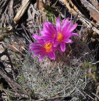 Th._conothelos_ssp._argenteus_GM_1248.6.jpg