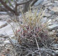 Thelocactus_bicolor_GM_1016.jpg