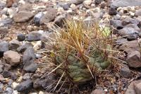 Thelocactus_bicolor_GM_1037.5.jpg