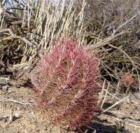 Thelocactus_bicolor_GM_1057.3.jpg