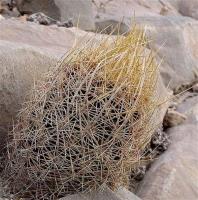 Thelocactus_bicolor_GM_1075.jpg