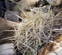 Thelocactus_bicolor_GM_1083.jpg