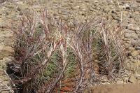 Thelocactus_bicolor_GM_1085.2.jpg