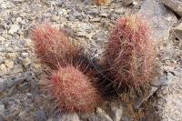 Thelocactus_bicolor_GM_1090.3.jpg