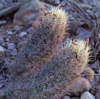 Thelocactus_bicolor_GM_1233.10.jpg