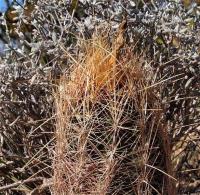 Thelocactus_bicolor_GM_1233.29.jpg