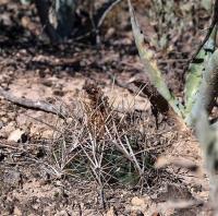 Thelocactus_bicolor_GM_1247.1.jpg