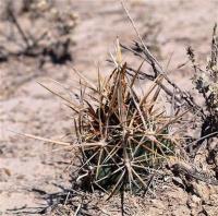 Thelocactus_bicolor_GM_1254.jpg