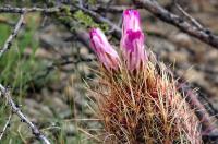 Thelocactus_bicolor_GM_1334.14.jpg