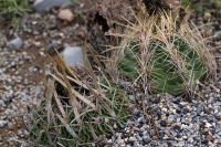 Thelocactus_bicolor_GM_1351.2.jpg