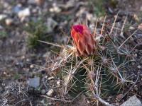 Thelocactus_bicolor_GM_1511.12.jpg
