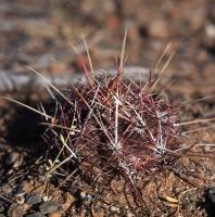 Thelocactus_bicolor_GM_1621.jpg