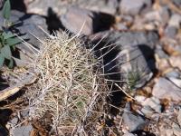 Thelocactus_bicolor_GM_1626.3.jpg