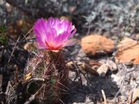 Thelocactus_bicolor_GM_1649.6.jpg