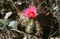 Thelocactus_bicolor_GM_605.4.jpg