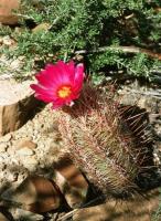 Thelocactus_bicolor_GM_611.jpg