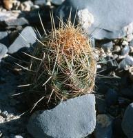 Thelocactus_bicolor_GM_652.jpg