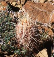 Thelocactus_bicolor_GM_671.3.jpg