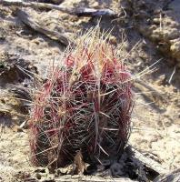 Thelocactus_bicolor_GM_848.jpg
