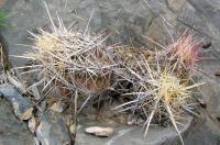 Thelocactus_bicolor_GM_890.jpg