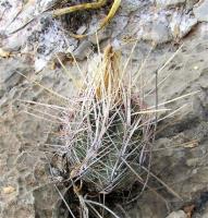 Thelocactus_bicolor_GM_899.jpg