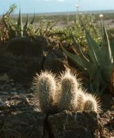 Thelocactus_bicolor_ssp._bolansis_GM_616.jpg