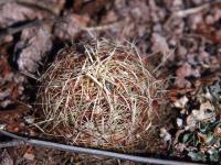 Thelocactus_bicolor_ssp._flavidispinus_GM_1639.jpg