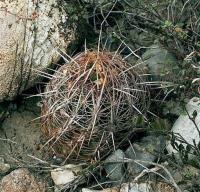 Thelocactus_bicolor_ssp._schwarzii_GM_553.jpg