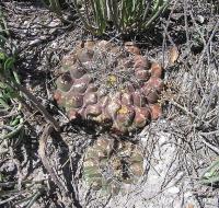 Thelocactus_bueckii_GM_1013.jpg