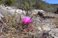 Thelocactus_buekii_GM_1092.jpg