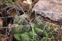 Thelocactus_buekii_GM_1349.3.jpg