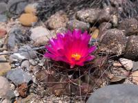 Thelocactus_buekii_GM_1517.2.jpg