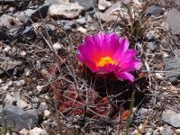 Thelocactus_buekii_GM_1649.18.jpg