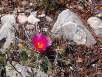 Thelocactus_buekii_GM_1661.3.jpg